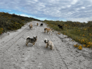 Luft Hund