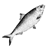 Nyhavns Færgekro