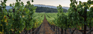 Vivino